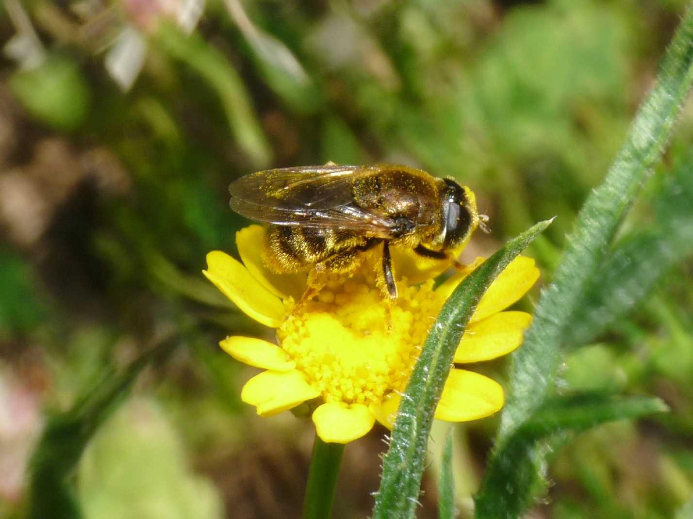 Syrphidae o Stratiomidae?